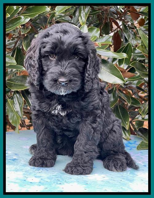Kenzie Flynn pups 7 wks old 461