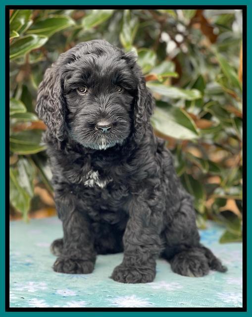Kenzie Flynn pups 7 wks old 471