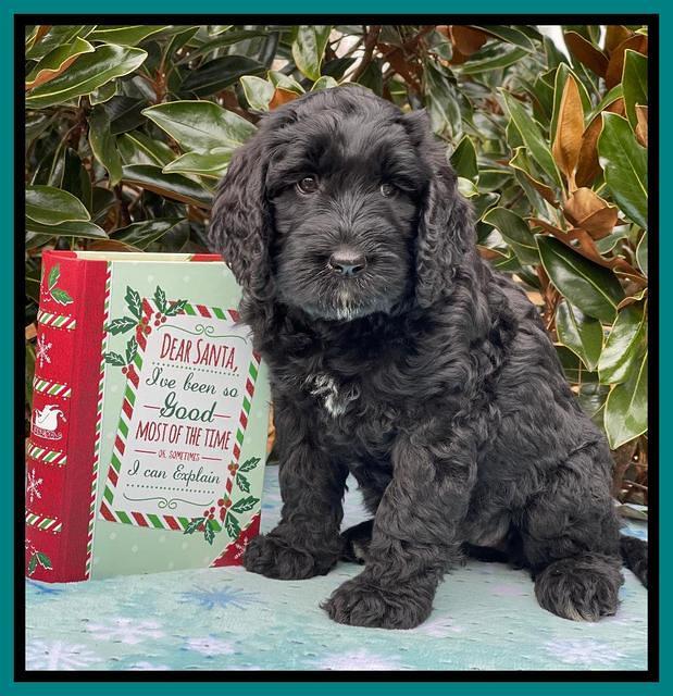 Kenzie Flynn pups 7 wks old 501