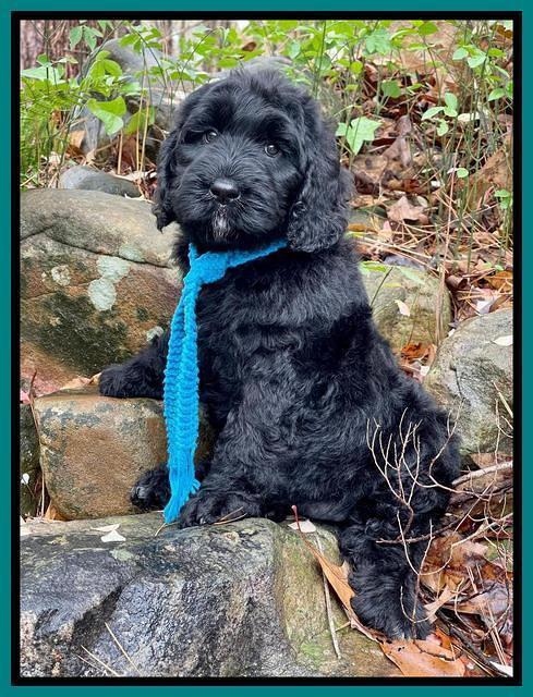 Kenzie Flynn pups 8 wks old 241