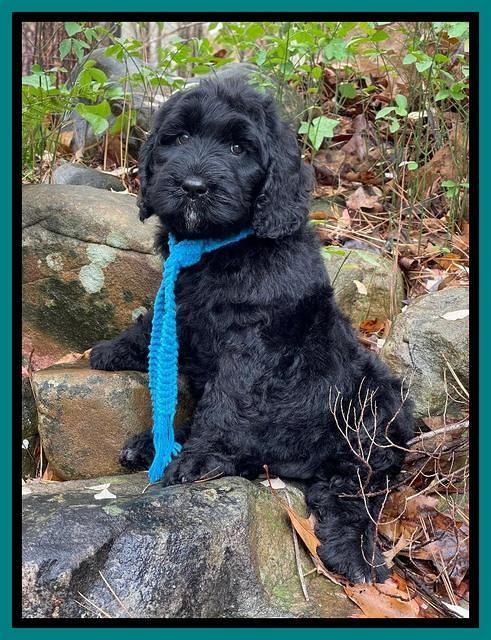 Kenzie Flynn pups 8 wks old 251