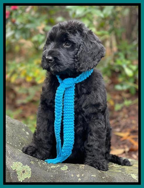 Kenzie Flynn pups 8 wks old 301