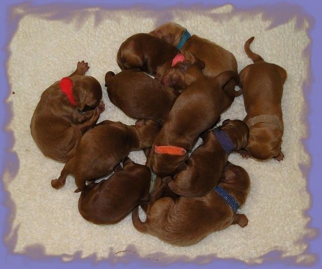KT Group 3 days old