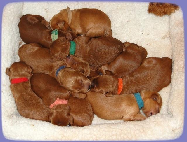 KT pups 1 wk old group