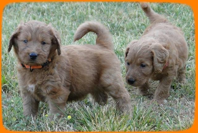 KT pups 5 wks old 42 (2)