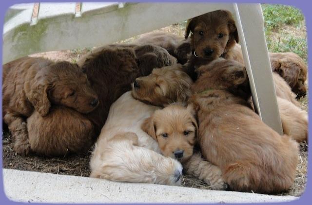 KT pups 5.5 weeks old snuggle K pup