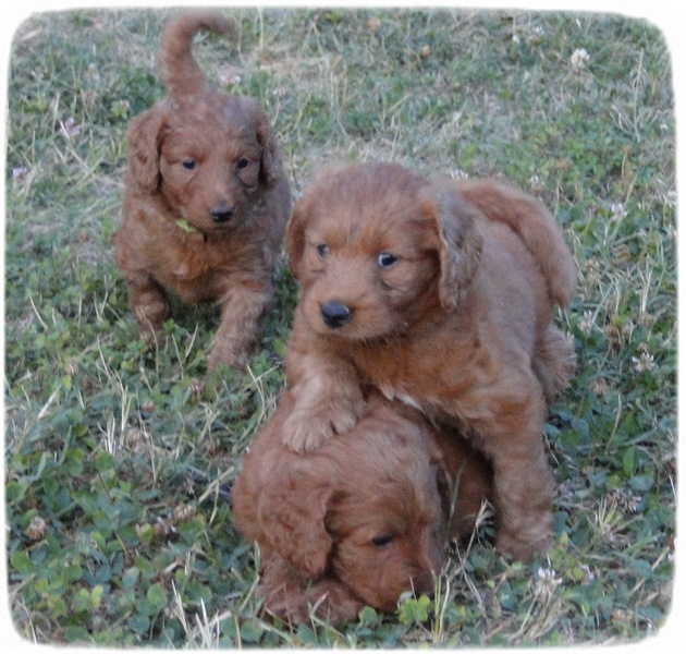 KT pups 5.5 wks 13
