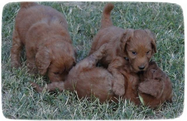 KT pups 5.5 wks old 16