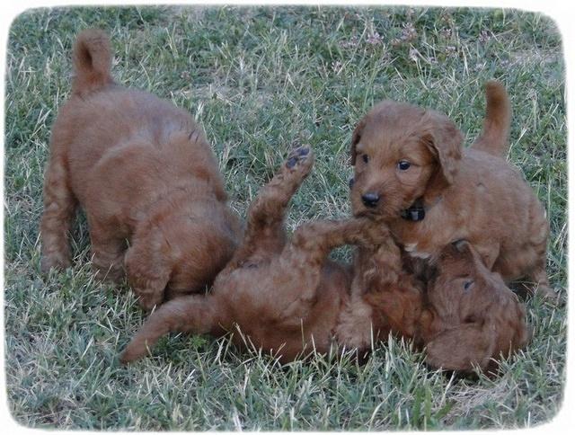 KT pups 5.5 wks old 17