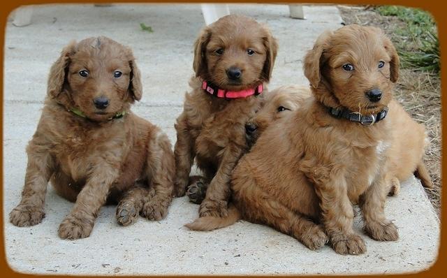 KT pups 5.5 wks old 27