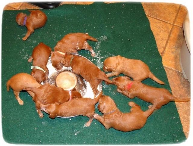 KT pups first meal 1