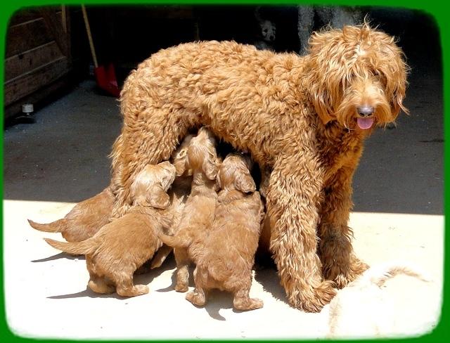 KT pups group with mom barn 5 wks