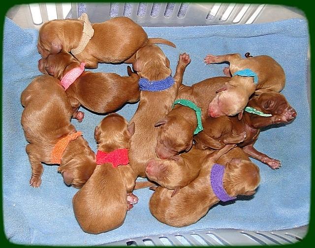 Kozie Titus newborn group pic