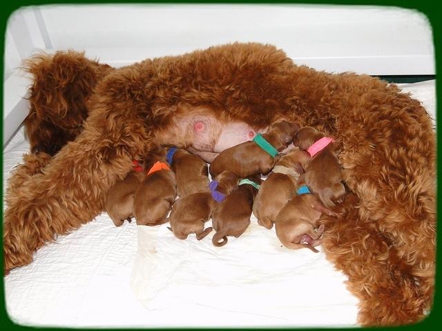 Kozie post c section at home