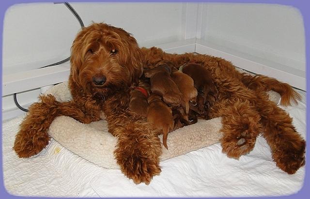 Kozie with pups 8 days old 1 day post masdectomy
