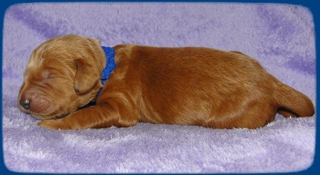 KT pups 1 wk old 4