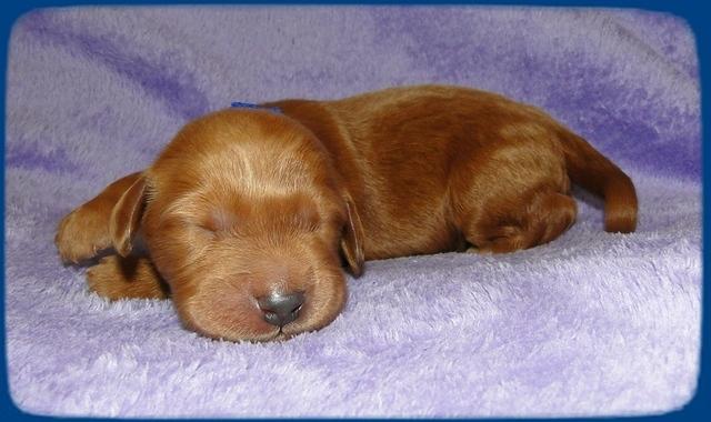 KT pups 1 wk old 6