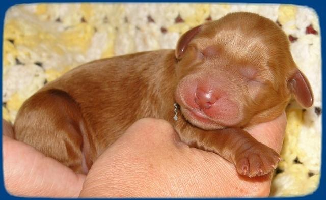 KT pups 2 days old 4