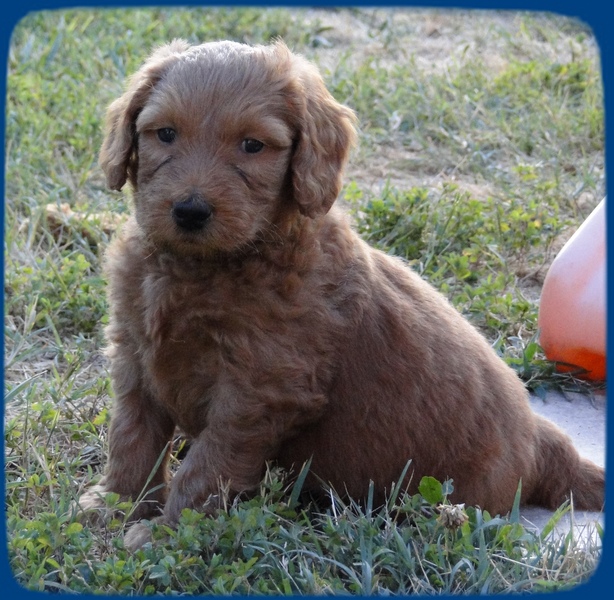 KT pups 5.5 wks old 11