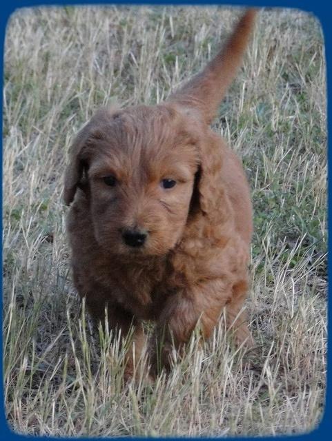 KT pups 5.5 wks old 41