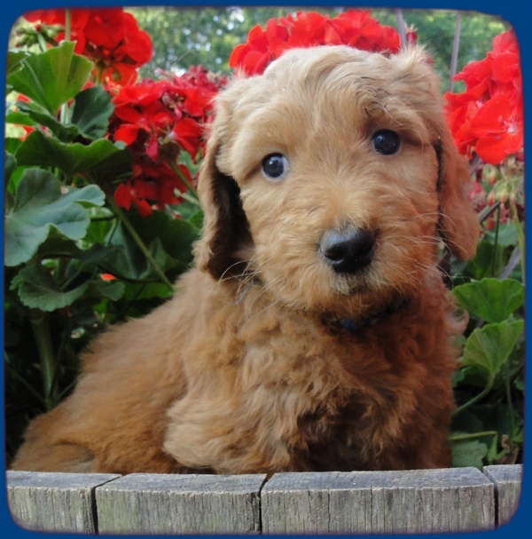 KT pups 6 wks old 23