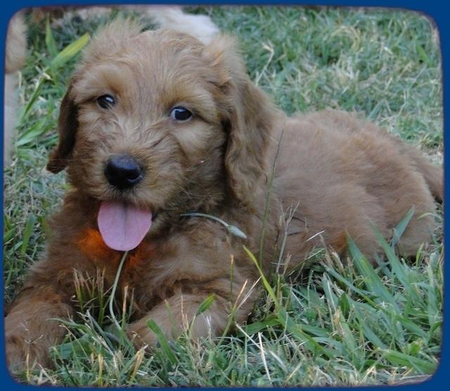 KT pups 7 wks old 48