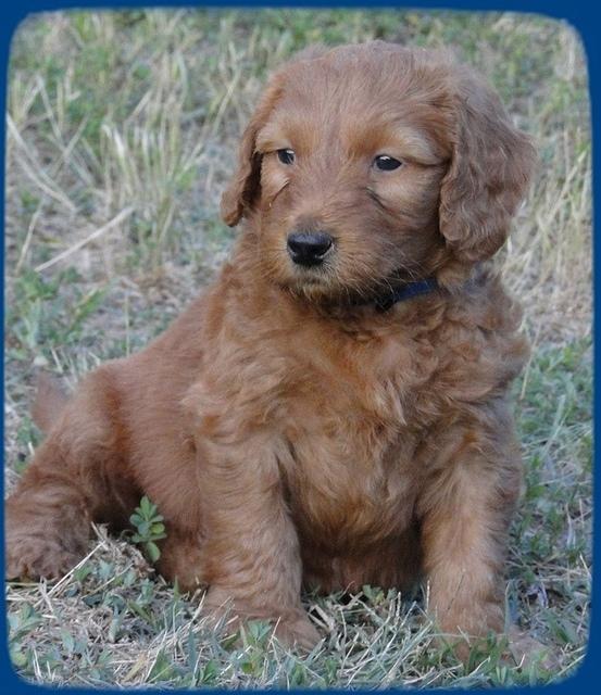 Kt pups 5.5 wks old 5