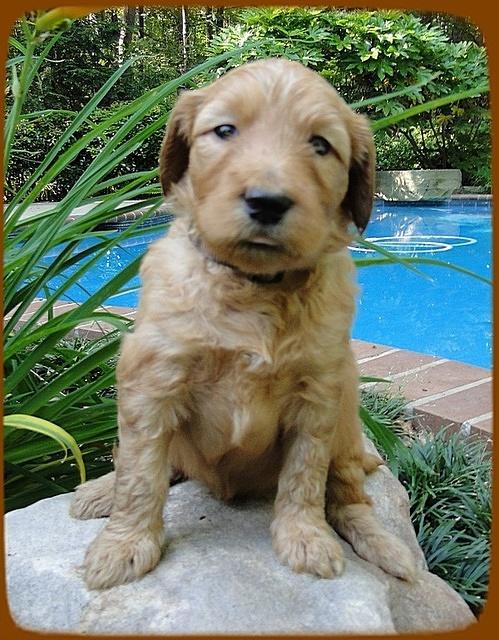 KT pups 4 wks old 10