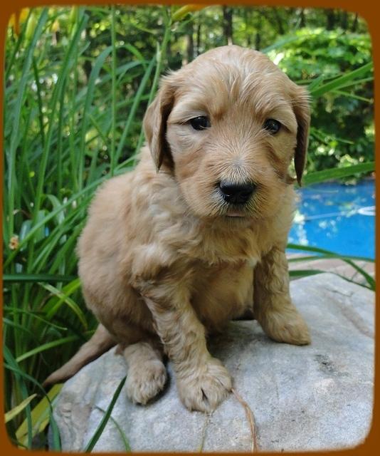 KT pups 4 wks old 8