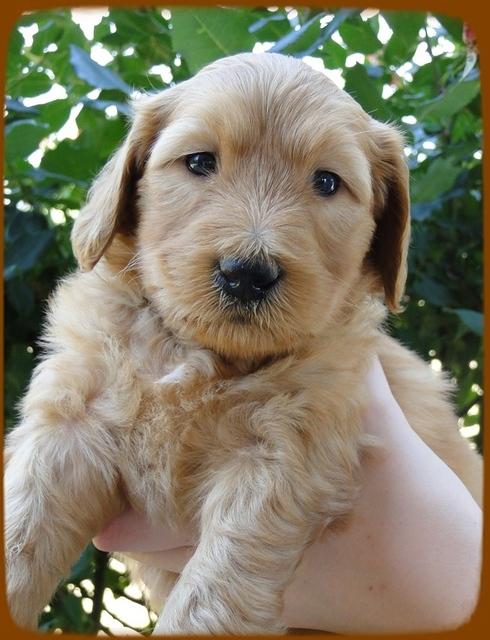 KT pups 5 wks old 14