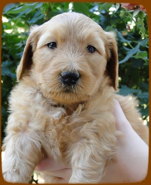 KT pups 5 wks old 15