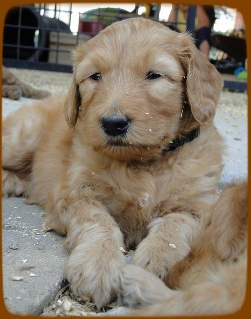 KT pups 5 wks old 16