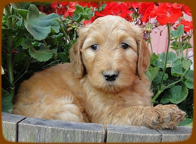 KT pups 6 wks old 31