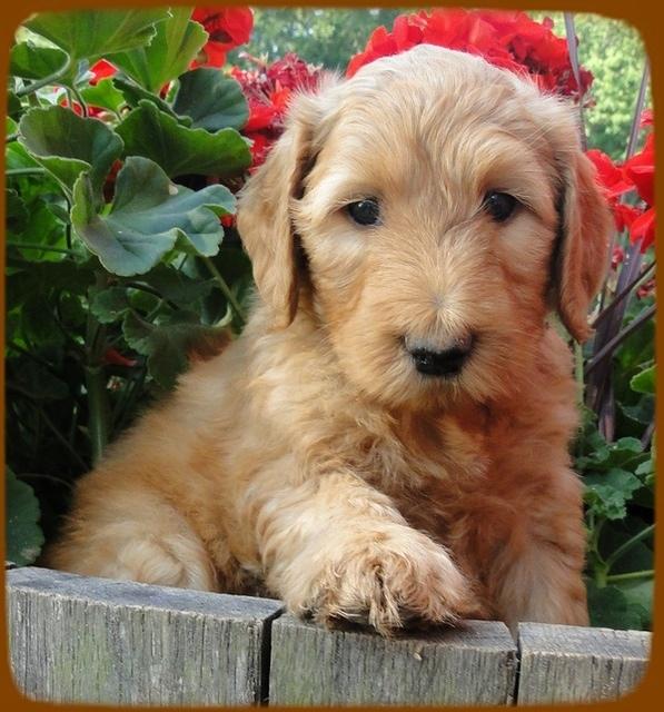 KT pups 6 wks old 32