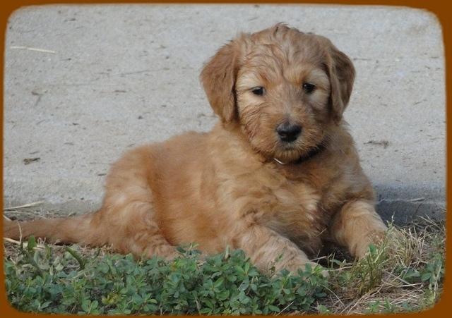 KT pups 6.5 wks old 1