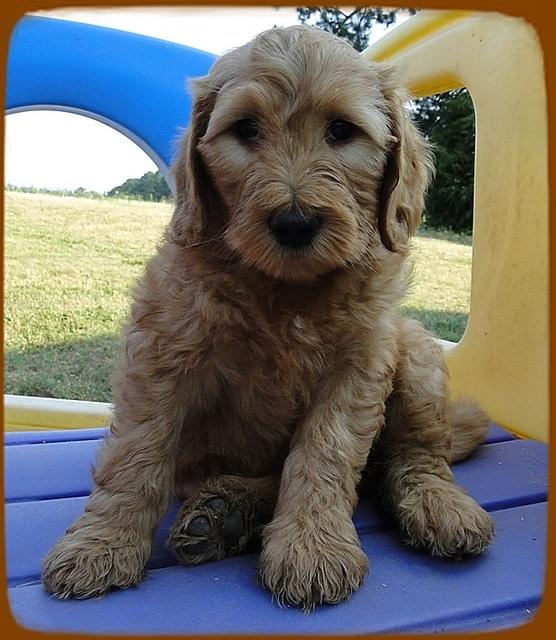 KT pups 7 wks old 29
