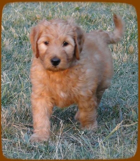 KT pups 7 wks old 54