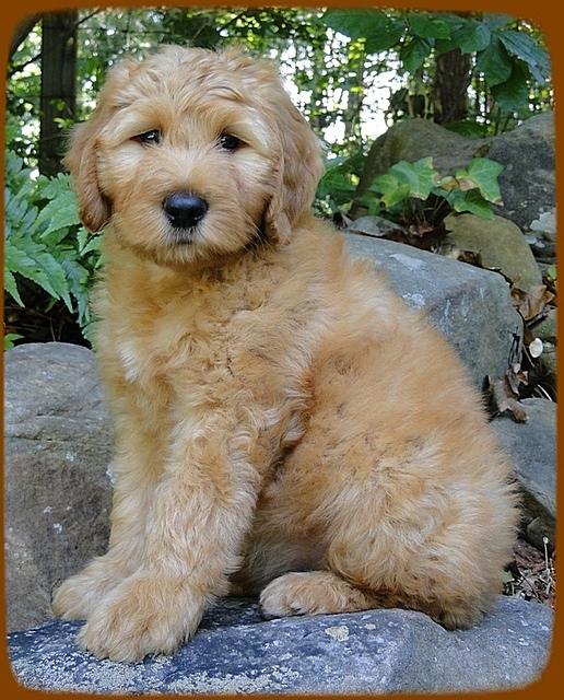 KT pups 8 wks old 33
