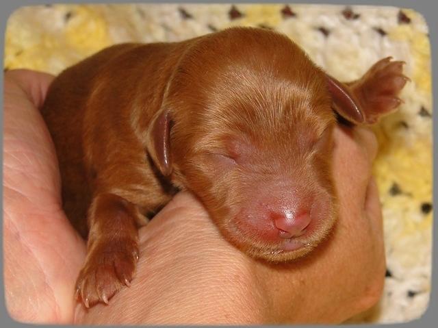 KT pups 2 days old 28