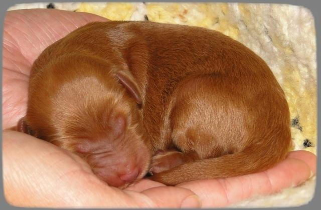 KT pups 2 days old 29