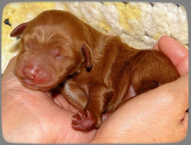 KT pups 2 days old 30