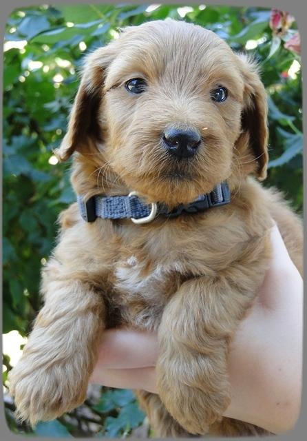 KT pups 5 wks old 20