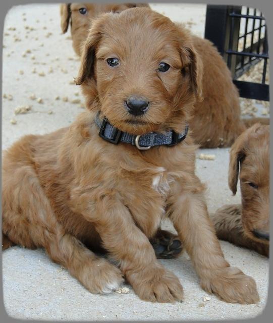 KT pups 5 wks old 39