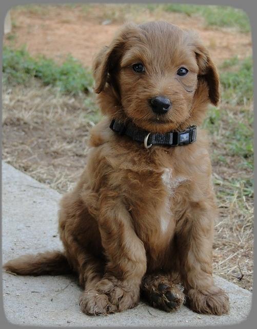 KT pups 5.5 wks old 28