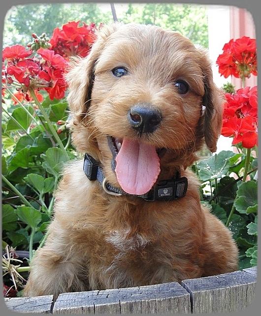 KT pups 6 wks old 38