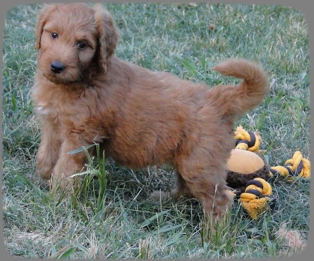 KT pups 7 wks old 45