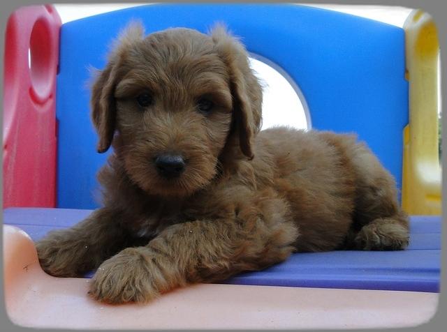 KT pups 7 wks old 7