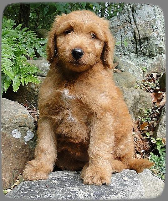 KT pups 8 wks old 110