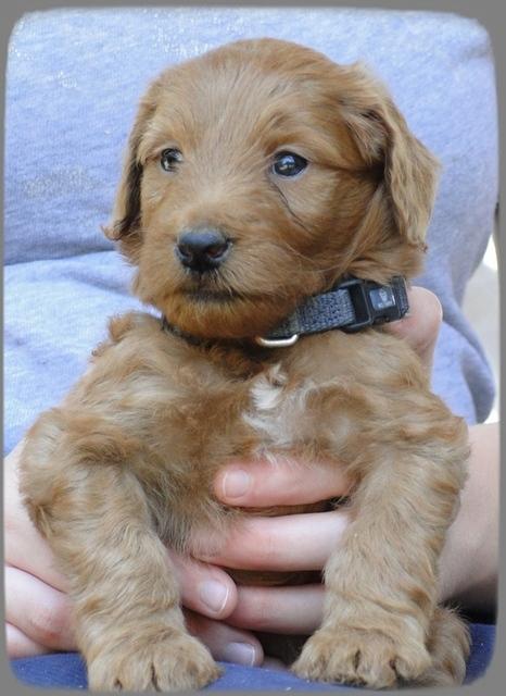 Kt pups 5 wks old 50