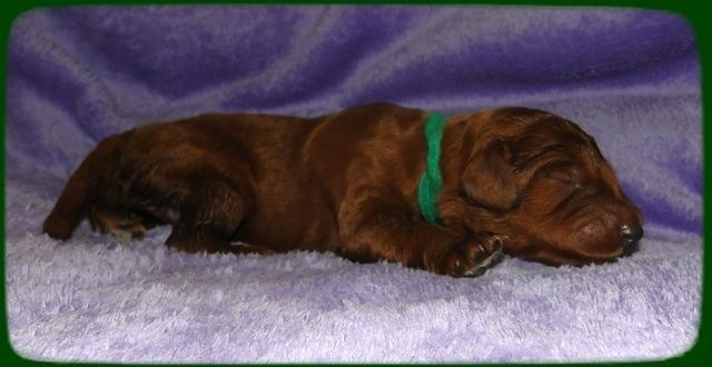 KT pups 1 wk old 31